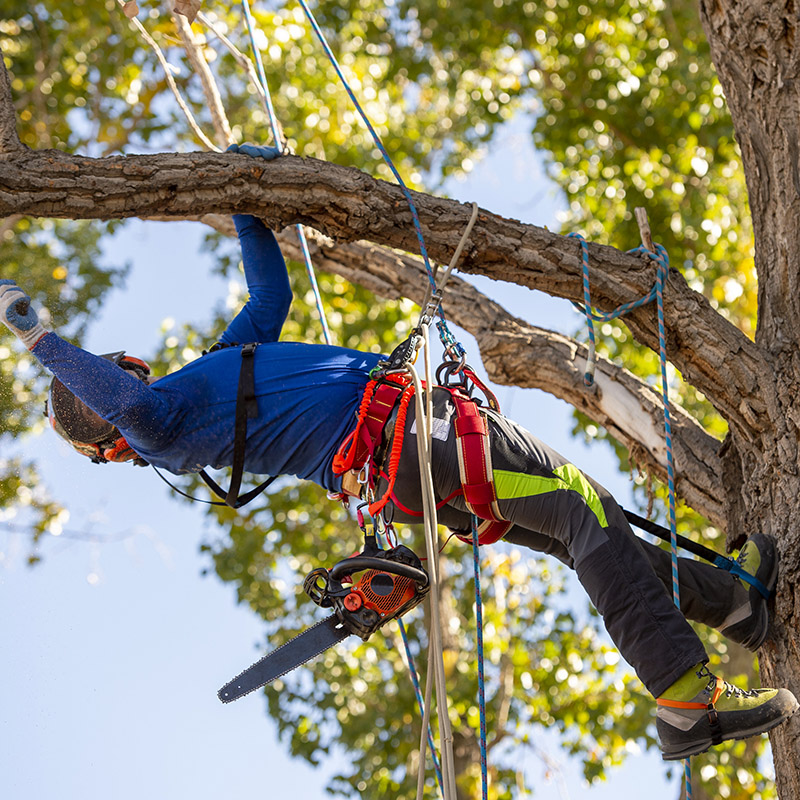 Tree climbing gear