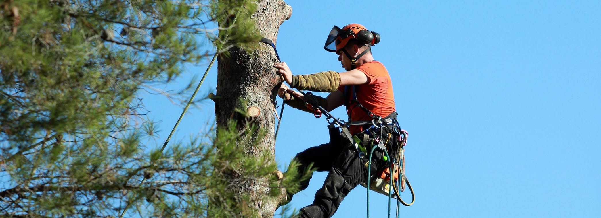 Tree Climbing Gear